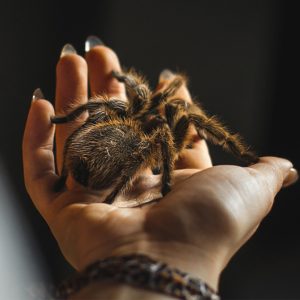 Buy Spider venom for sale 100mg