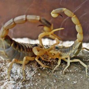 Buy Leiurus quinquestriatus online