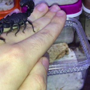 Scorpion venom mauritanicus for sale