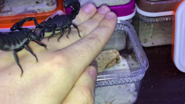 Scorpion venom mauritanicus for sale