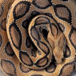 Hot sell Daboia Russelii Venom Online 1g