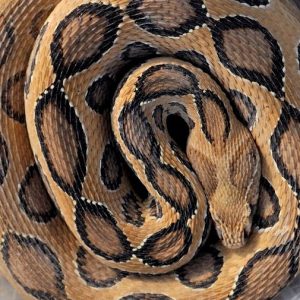 Hot sell Daboia Russelii Venom Online 1g