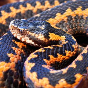 Buy VIPERA ASPIS VENOM ONLINE 1G