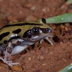 BUY KASSINA SENEGALENSIS TOAD VENOM ONLINE