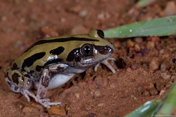 BUY KASSINA SENEGALENSIS TOAD VENOM ONLINE