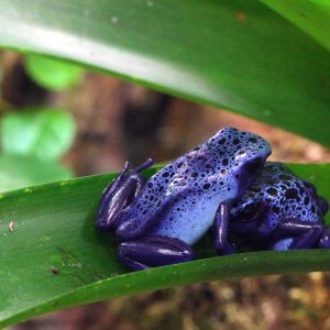 buy BATRACHOTOXIN  Phyllobates online
