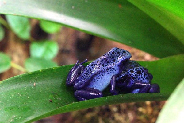 buy BATRACHOTOXIN  Phyllobates online