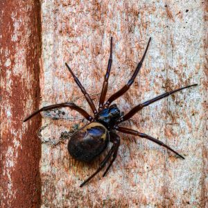 where to buy Black Widow spider venom
